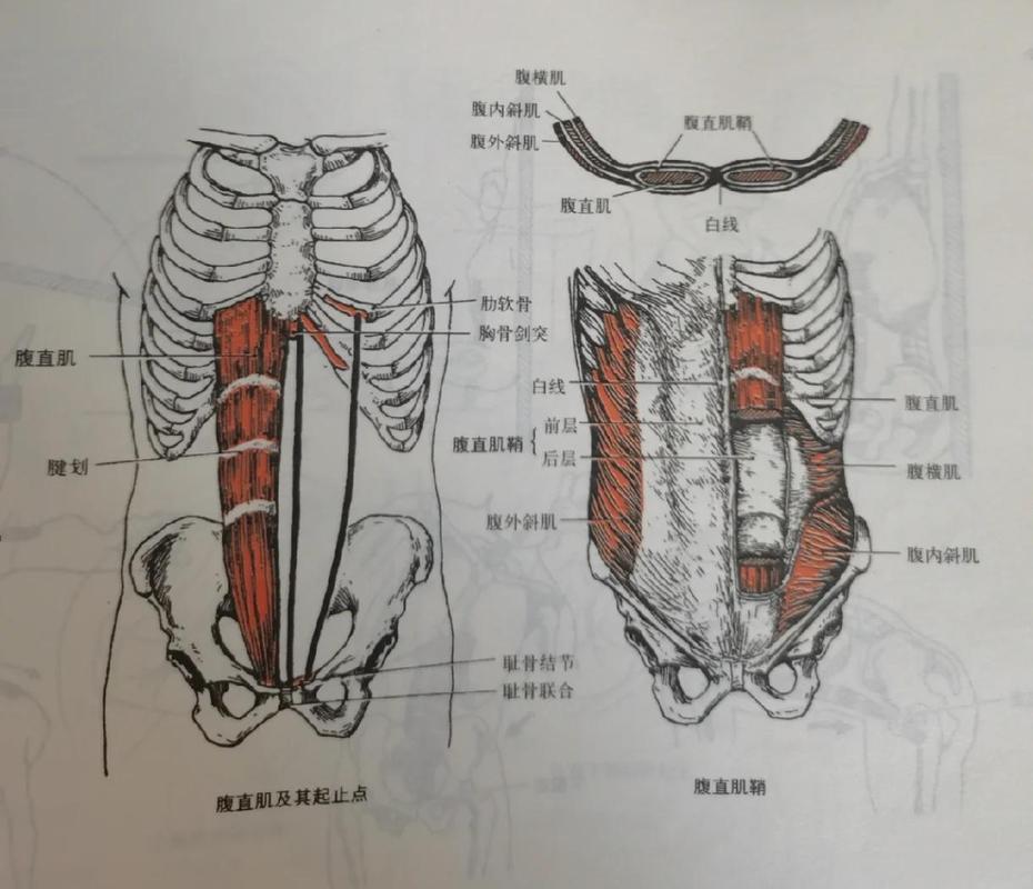 排尿时盆底肌:先分清两件事的方向