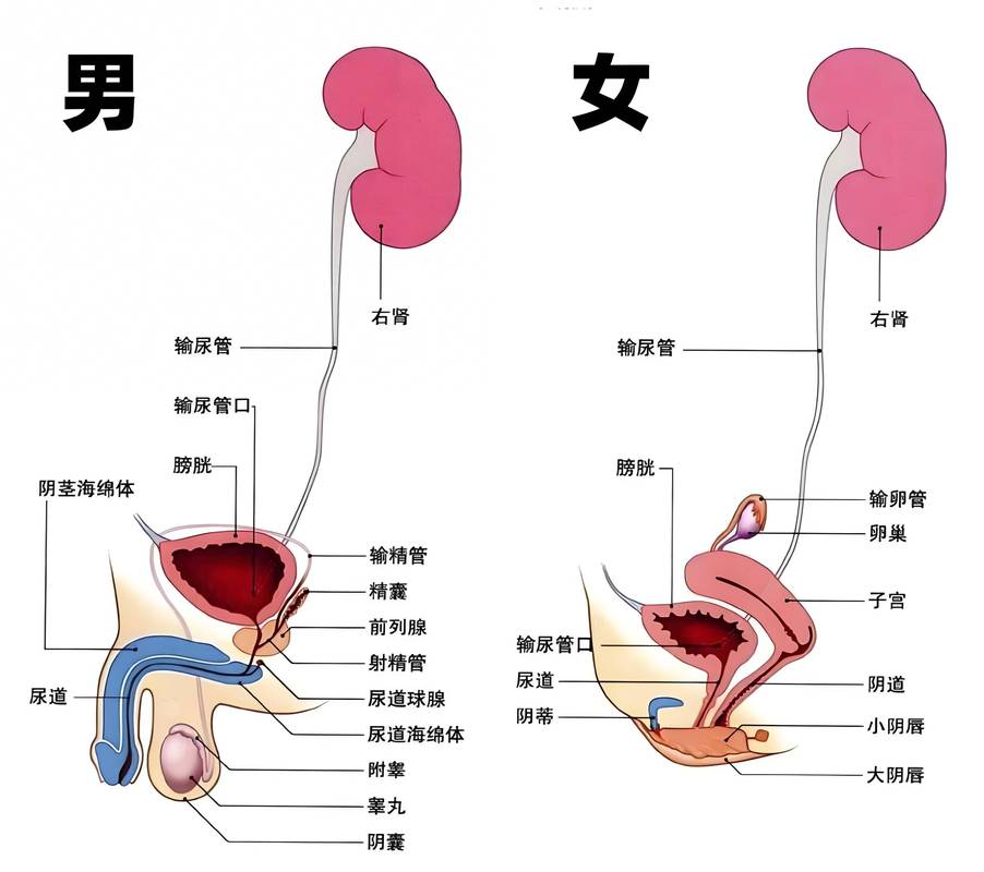 排尿费力:一个可以自己做的区分