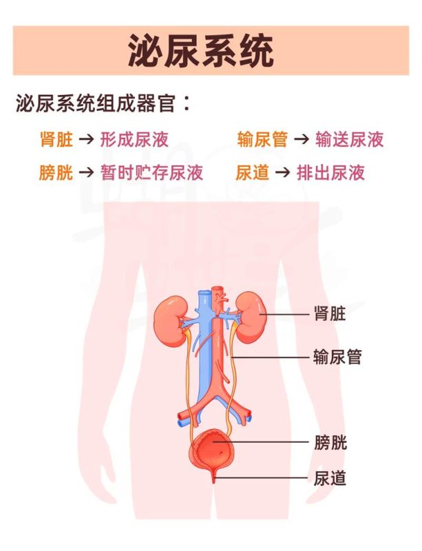 尿液浑浊还有异味，盆底肌训练要不要先停-男性盆底肌训练社区_凯格尔运动与PC肌怎么练 - P动