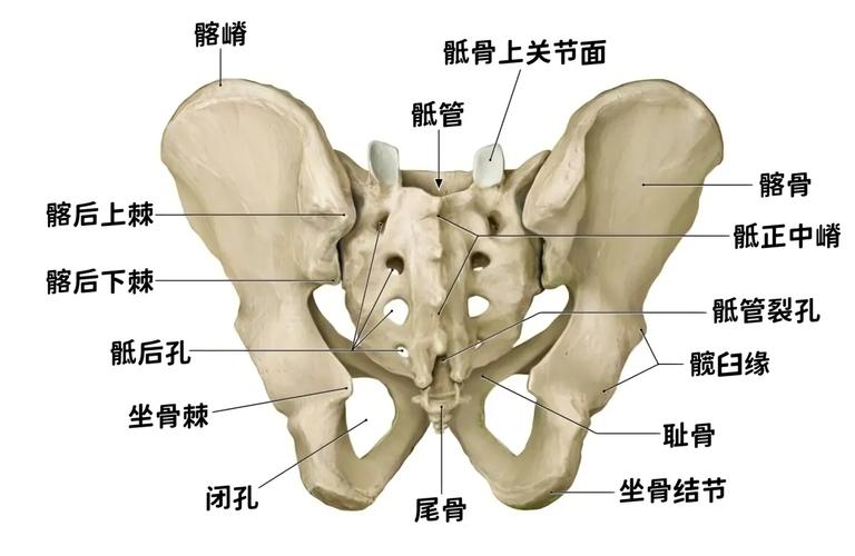零基础盆底肌入门:第一个月的完整安排